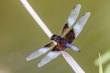 widow skimmer Dragonfly on branch - 769662113
