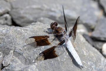 Common Whitetail Skimmer dragonfly - 769662120