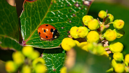 Marienkäfer Makrofotografie