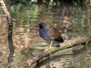Moorhen Standing on a Stick in a Lake