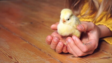 Child hands holding yellow newborn baby chick. Pedigree dutch chicken in palms. Communication of...