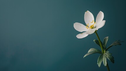 A single white flower with yellow stamens against a soft blue background.