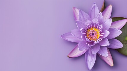A beautiful purple lotus flower with a visible yellow center on background.