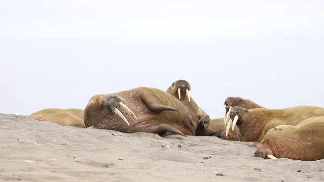 Male walrus hold his head and take a look around
wildlife of Spitsbergen (Svalbard, Norway)