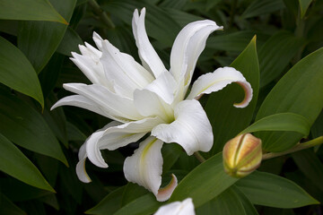 A white lily in the garden close-up