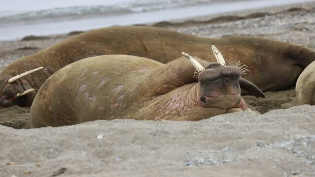 Walrus scratching his head iying on the beach of Svalbard (Spitsbergen). Arctic wildlife in a nutshell