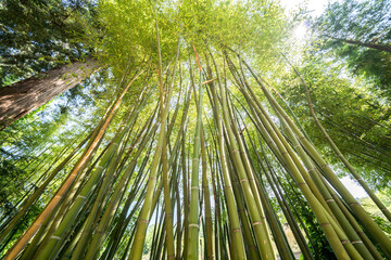 The Bamboo Cevennes, Occitanie, France