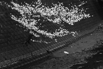 桜の花びらが流れる川を歩くシロサギ(モノクロ)