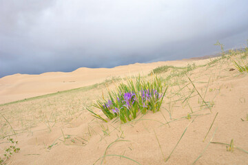 Wild iris flower on Gobi desert, Mongolia