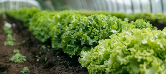 Healthy leafy lettuce flourishing in a vibrant greenhouse environment, fresh and verdant