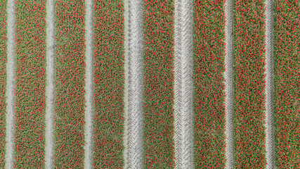 red tulip fields in spring in the netherlands dronehoto top view - 769668573
