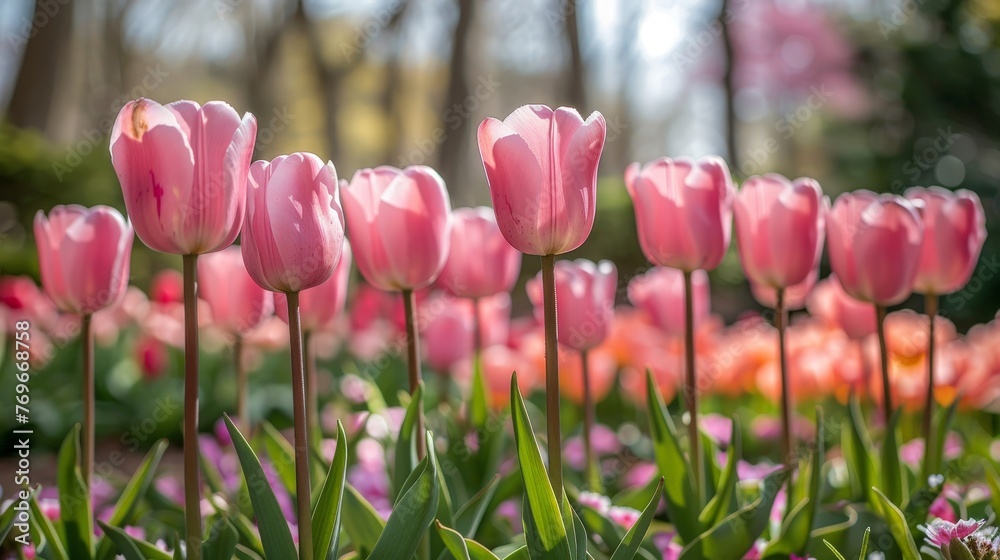 Poster a group of vibrant pink tulips flowers swaying gently in the lush green grass, creating a colorful a