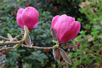 Deep pink Magnolia Felix jury 'Jurmag2' in flower.