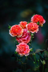 暗い赤いバラの花束　ダーク