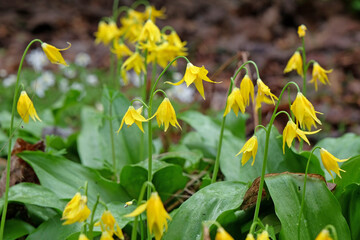 Yellow Erythronium grandiflorum, also known as avalanche or glacier lily, in flower.