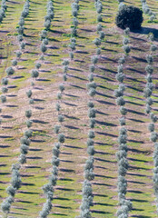 Agricultural frame: Holm oak in a field growing young olive trees in Andalusia (Spain)