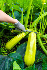 farmer cutting fresh zucchini with a knife