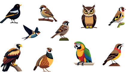 Aves, animais voadores, ilustração, vetores de aves,