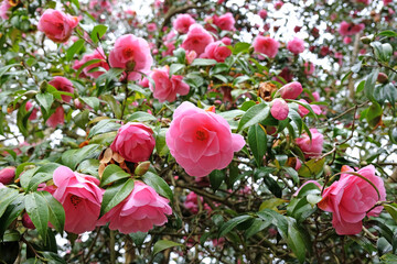 Pink double Camellia japonica 'Brian' in flower.
