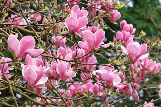 Pink saucer Magnolia soulangeana 'Triumphans' in flower.
