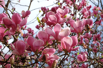 Pink saucer Magnolia soulangeana 'Triumphans' in flower.