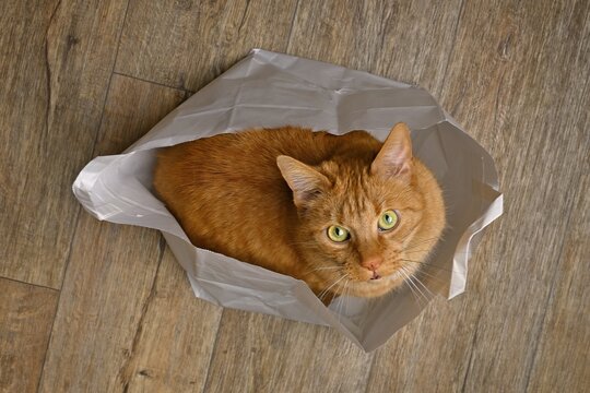 Cute ginger cat looking curious out of a paper bag, seen directly above.