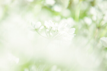 Background with allium flowers