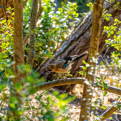 A Eurasian Jay enjoying the sun among the green foliage. Another sunny early summer day in Earth paradise. . - 769679372