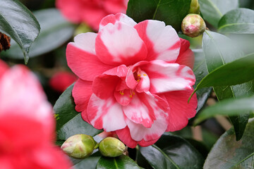 Red and white semi double variegated Camellia japonica 'Mercury Variegated' in flower.