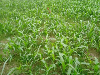 Hen at the corn field