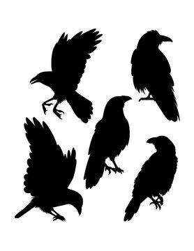 Crow bird action poultry animal silhouette