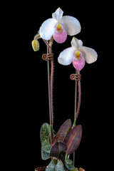 Paphiopedilum delenatii, a species slipper orchid with mittled leaves and flowers with white petals and pink lip