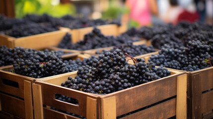 black ripe grapes in wooden boxes stand in rows