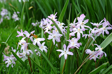 White and lilac Scilla, also known as Siberian squill, in flower. - obrazy, fototapety, plakaty