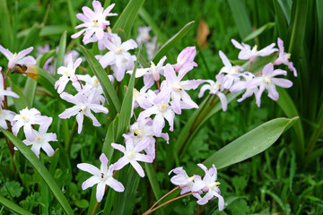 White and lilac Scilla, also known as Siberian squill, in flower. - obrazy, fototapety, plakaty