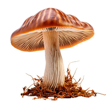 a mushroom with brown and white cap