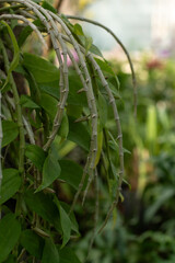 Delicate Fern Fronds Green Leaves