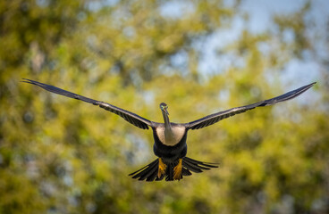 Anhinga preparing to land at the Venice Bird Rookery in Venice Florida USA