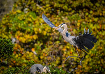 Great Blue Heron gathing twigs for nest building at the Venice Bird Rookery in Venice Florida USA