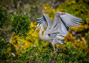 Great Blue Heron gathing twigs for nest building at the Venice Bird Rookery in Venice Florida USA