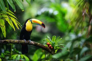 Outdoor kussens A toucan perched on a branch in the forest, surrounded by green vegetation, in Costa Rica. A nature travel scene in Central America © Emanuel