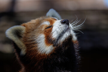 瞑想にふけるレッサーパンダ