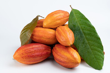 Group of wet cacao pods