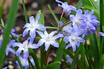 Blue Scilla, also known as Siberian squill, in flower. - obrazy, fototapety, plakaty