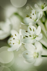 Naklejka na ściany i meble white flowers with stamens close-up. macro photography of stamens and white petals. artistic macro photography of flowers