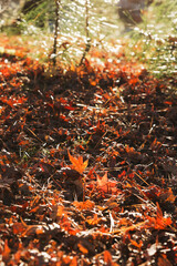 autumn leaves on the ground