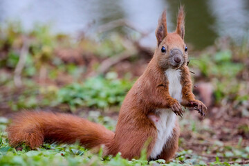 portrait with a squirrel on the ground on a spring day eating.