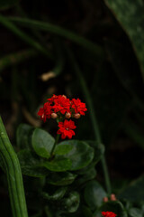 Vibrant Red Cluster of Life