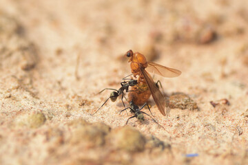 macro shot of a fly