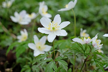 White wood anemone in flower.